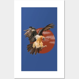 Lammergeier (Bearded Vulture) Posters and Art